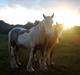 Irish Cob  Møgelgård´s Sparta