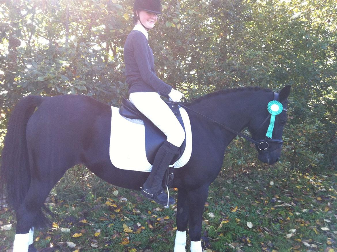 New Forest Hamborgs Bellis "Belle" **SOLGT** - Bellis' første stævne, og vores første stævne sammen.
Stævne i Koor, delt 4. plads LD1 (B)
Tak til min mor der har taget billedet, det er godt nok ikke det bedste, men ponyen er dejlig alligevel! <3 billede 3