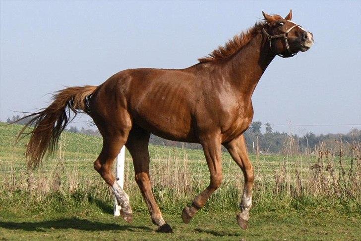 Tysk Varmblod romeo herkules/solgt - fuld af spilopper billede 3