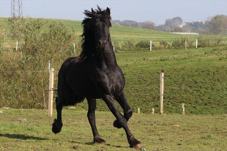 Frieser Gorba / R.I.P - foto;pia hoffmann billede 5