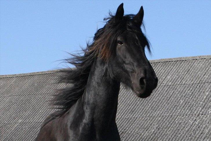 Frieser Gorba / R.I.P - hej med jer
foto:pia billede 13