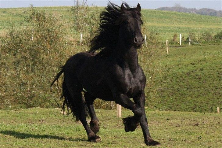 Frieser Gorba / R.I.P - lækker lækker mig
foto;pia hoffmann billede 10