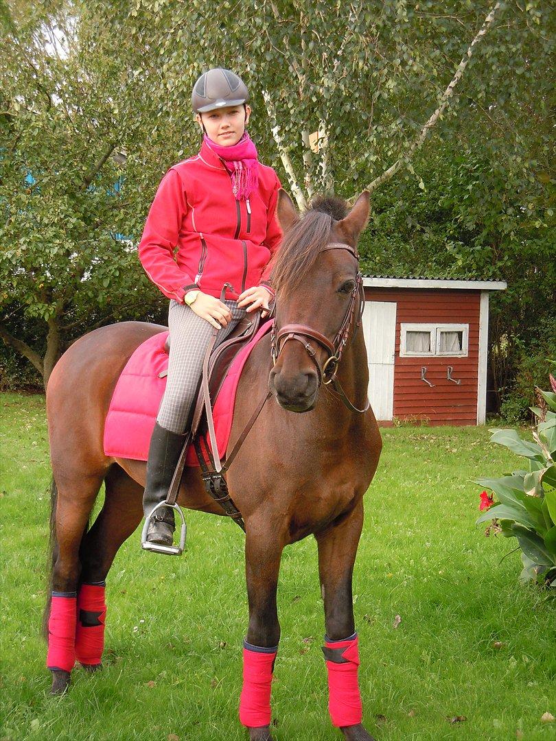 Welsh Partbred (Sec F) Kublai Klan - Mig og Kube i rød  billede 2