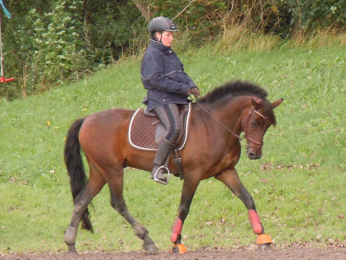 Welsh Partbred (Sec F) Kublai Klan - Mor og kube - super godt billede! billede 3