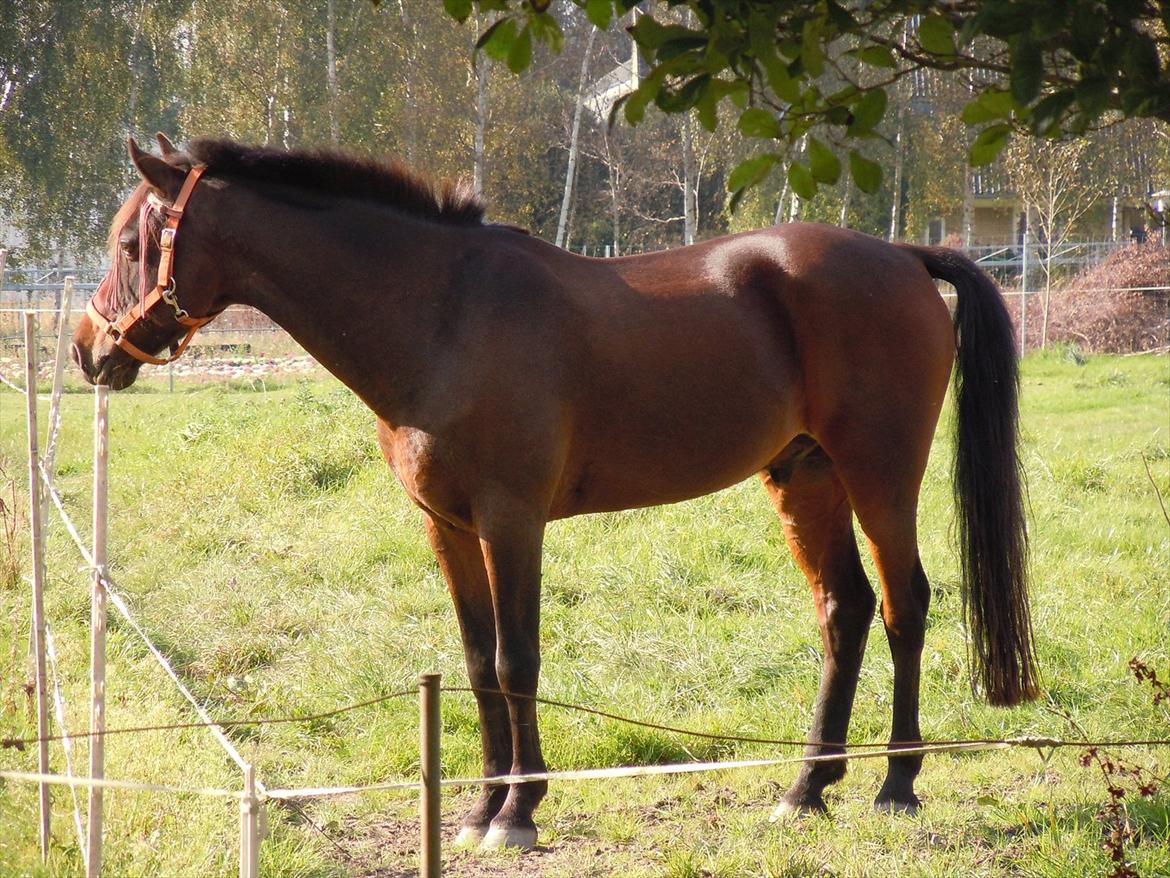 Welsh Partbred (Sec F) Kublai Klan billede 7