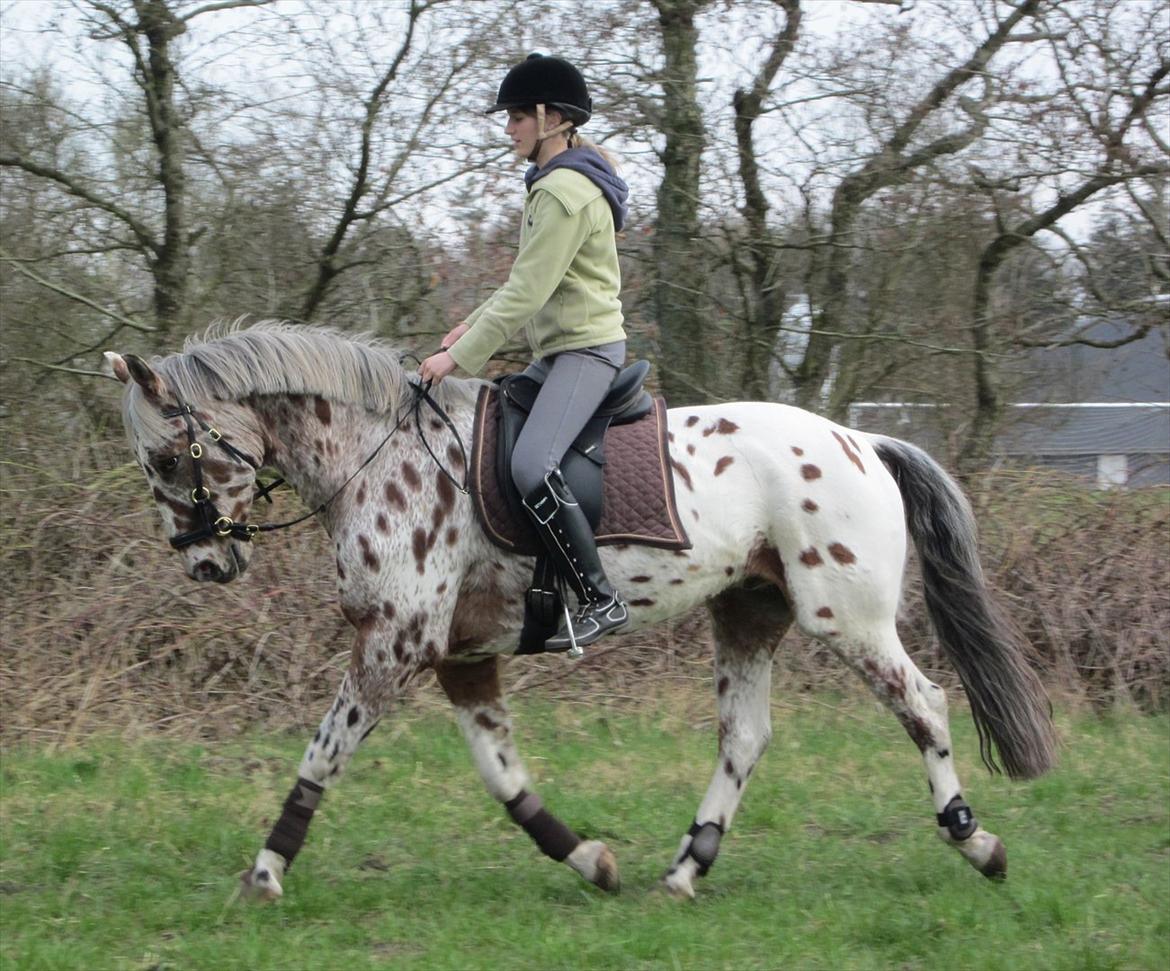 Knabstrupper COMETT - Dressur i sidepull :) Foto: Kristina Krogh Pedersen billede 7