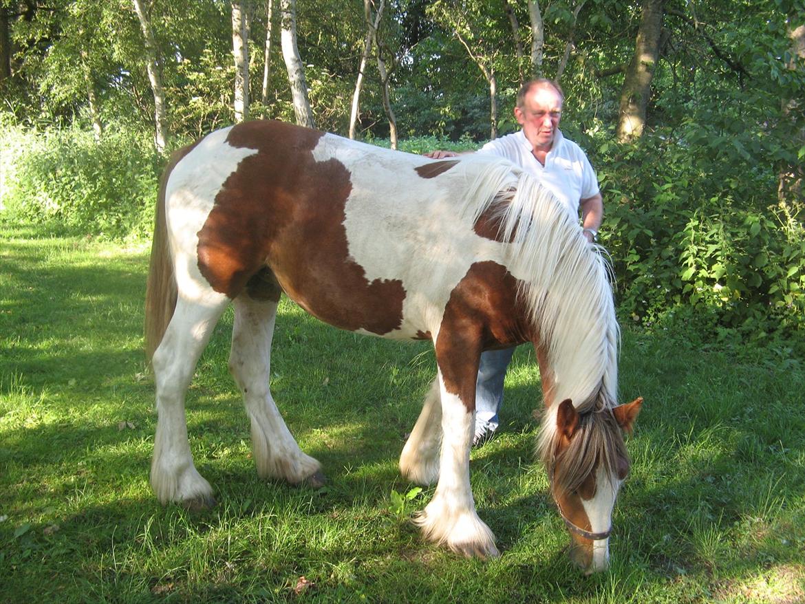 Irish Cob Troelsegaardens Mirabella billede 3