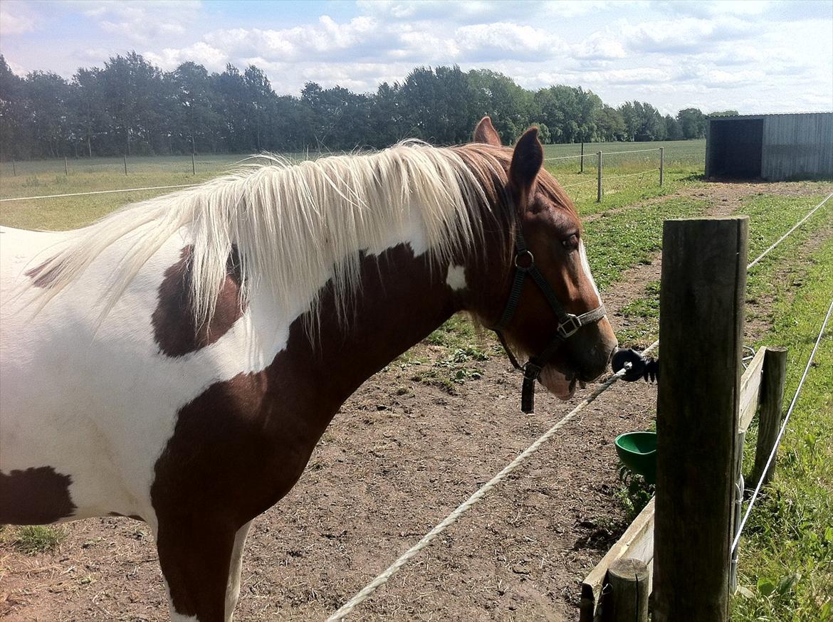 Irish Cob Troelsegaardens Mirabella billede 4