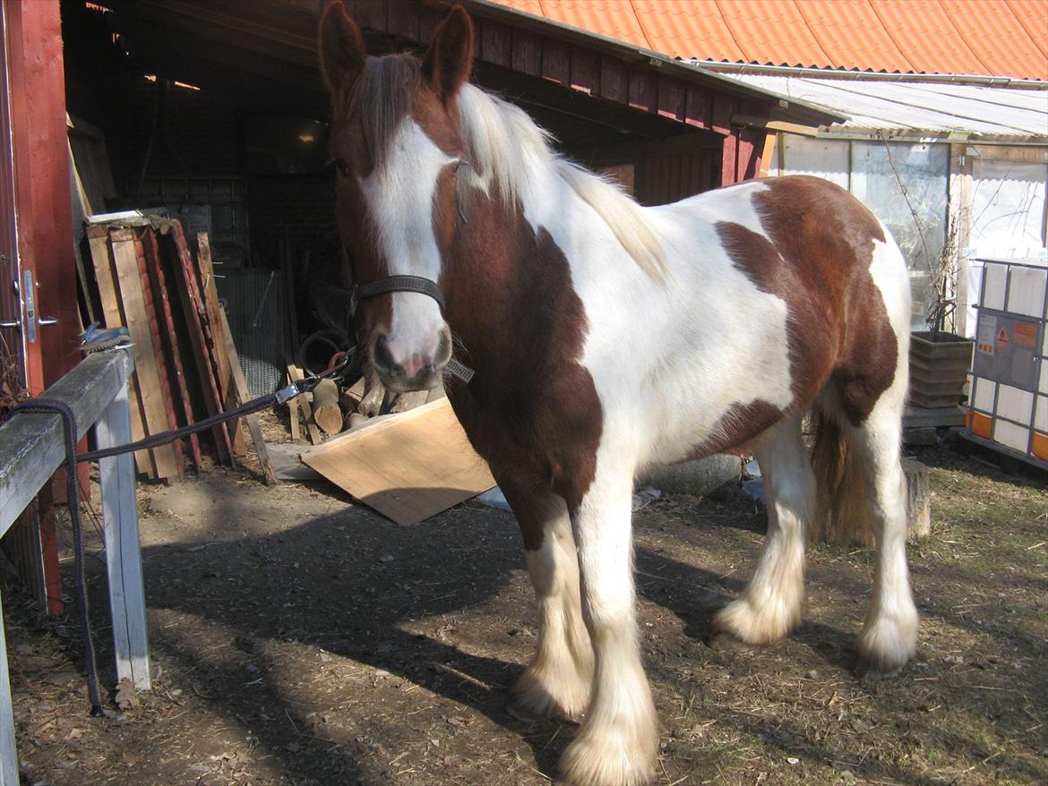 Irish Cob Troelsegaardens Mirabella billede 5