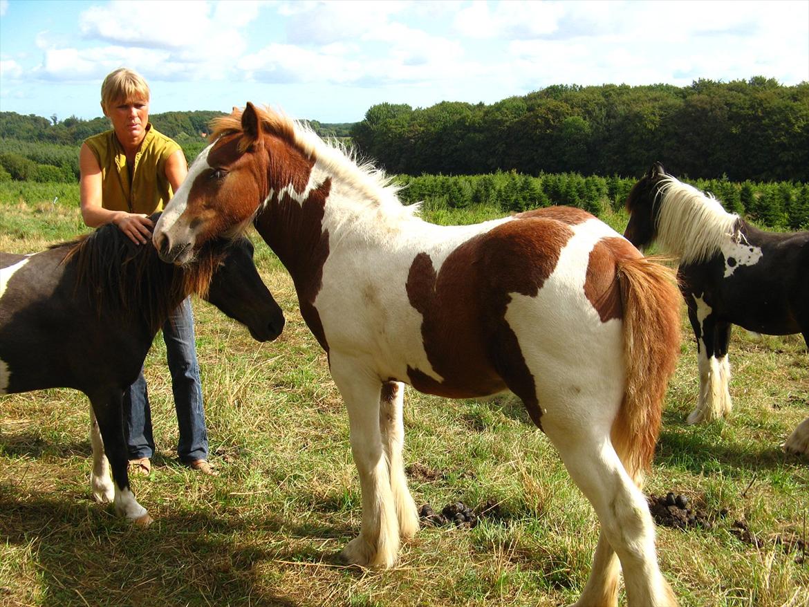 Irish Cob Troelsegaardens Mirabella billede 6