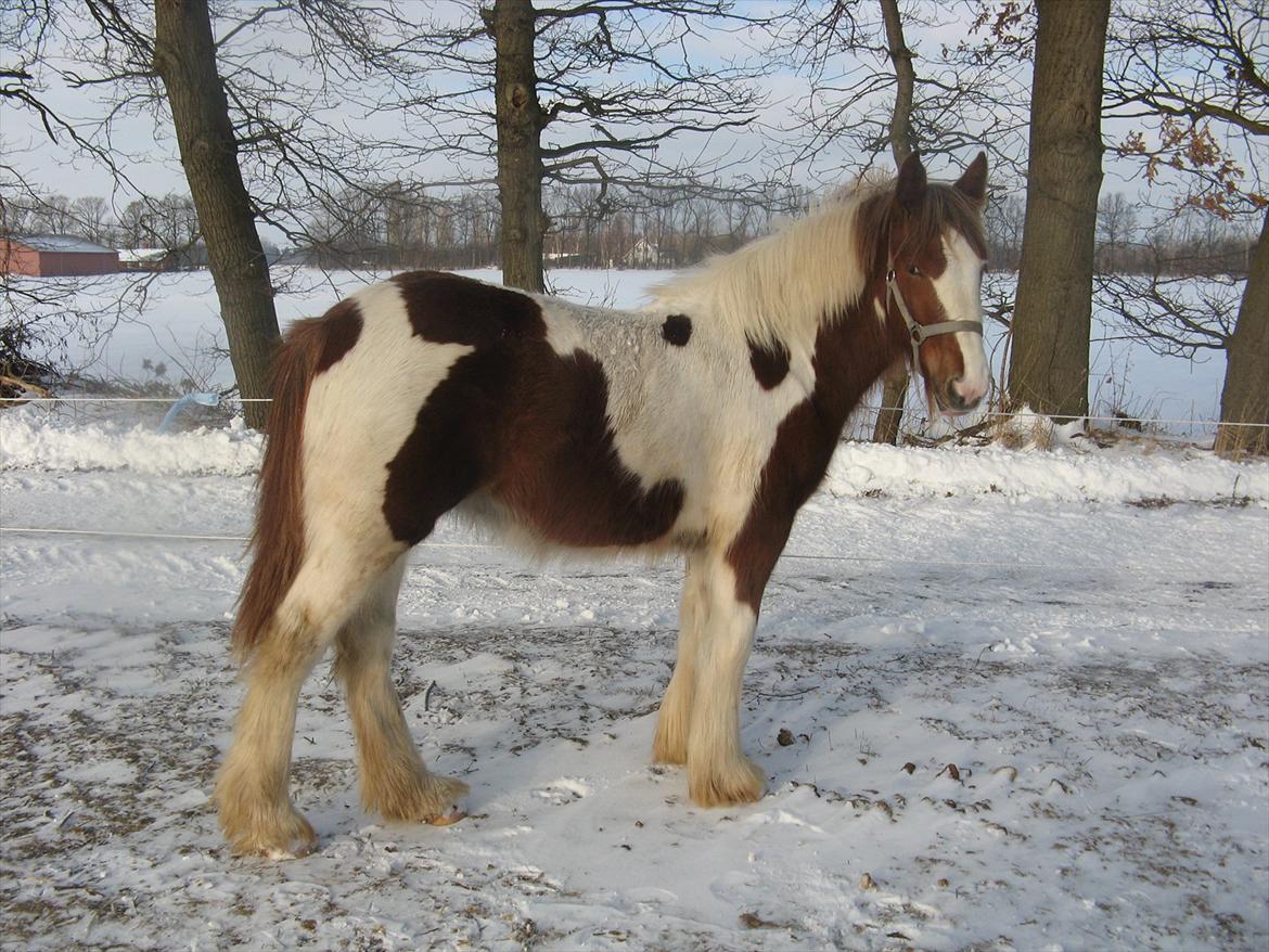 Irish Cob Troelsegaardens Mirabella billede 7