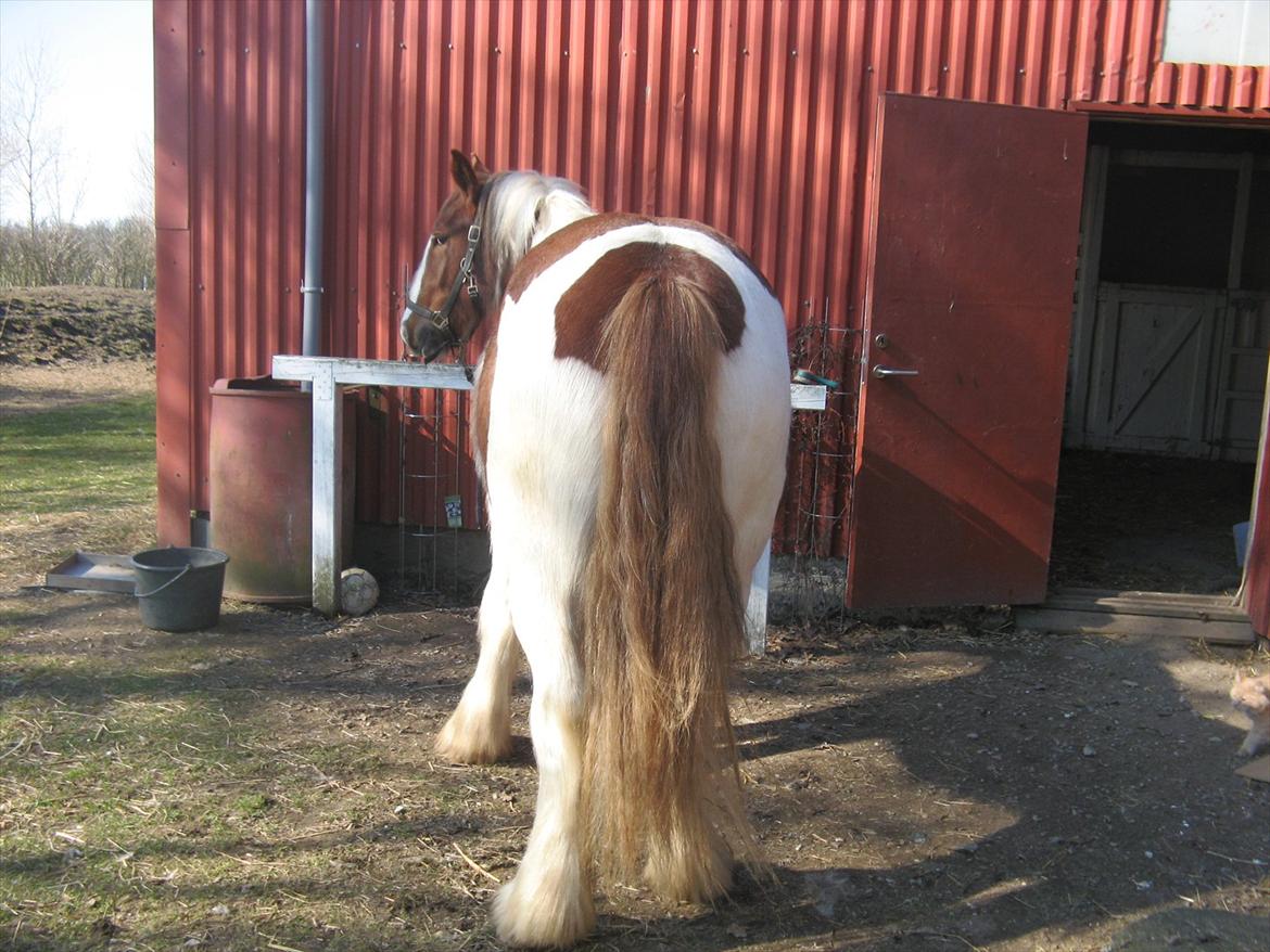 Irish Cob Troelsegaardens Mirabella - når enden er god billede 8