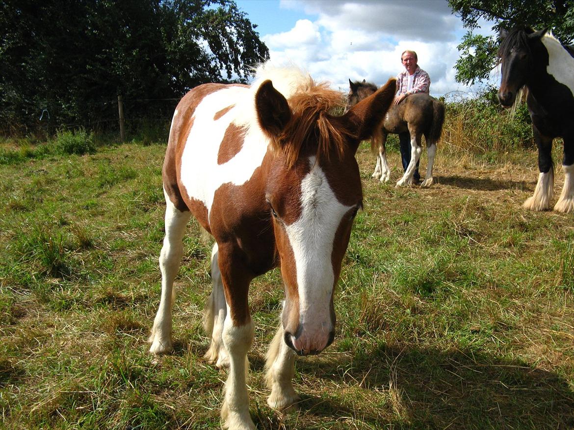 Irish Cob Troelsegaardens Mirabella billede 9