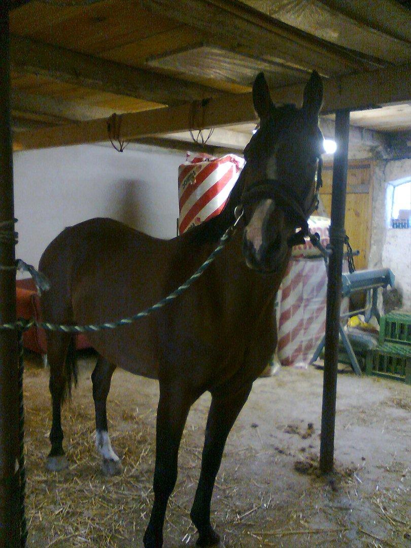 Hollandsk Sportspony lotte billede 1