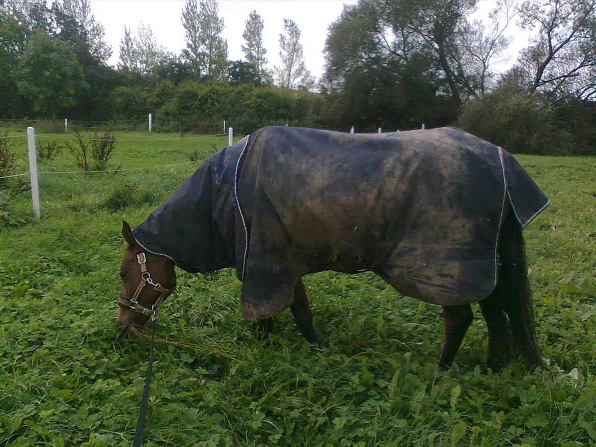 Hollandsk Sportspony lotte billede 2