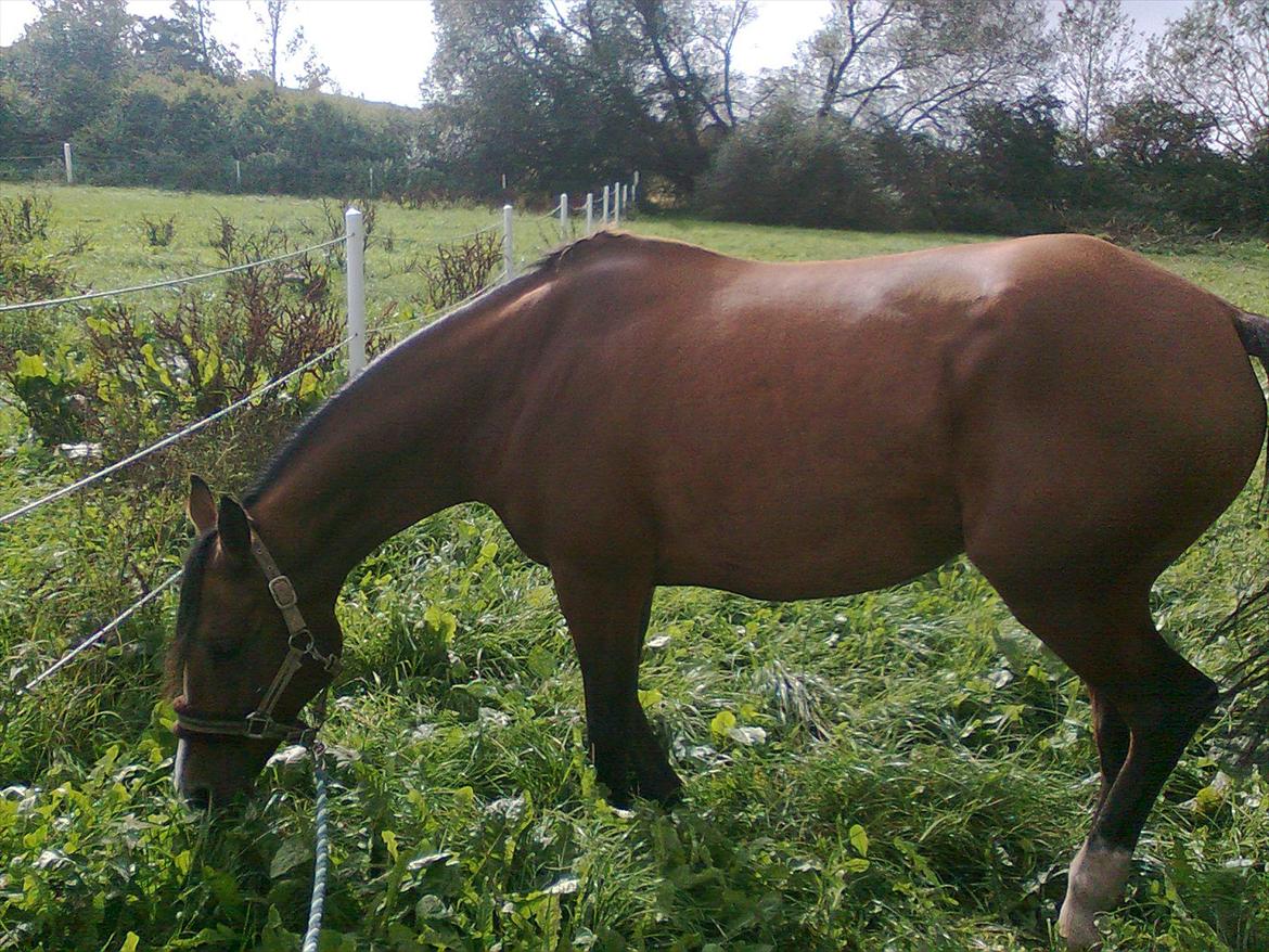 Hollandsk Sportspony lotte billede 3