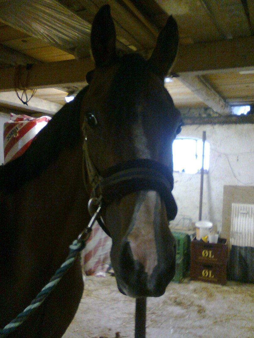 Hollandsk Sportspony lotte - sååå glad :) billede 4