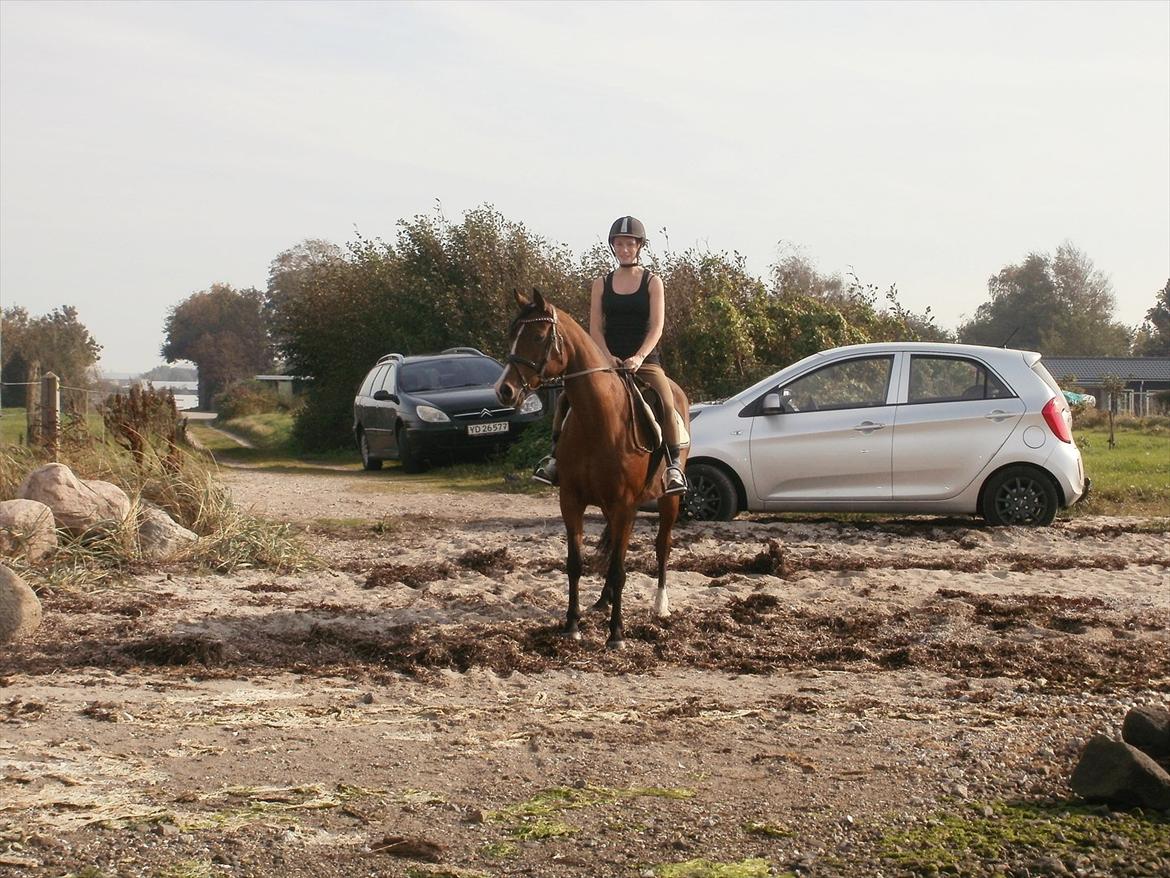 Hollandsk Sportspony lotte - Mig og Lotte ved stranden, sssåh spænende :) billede 5