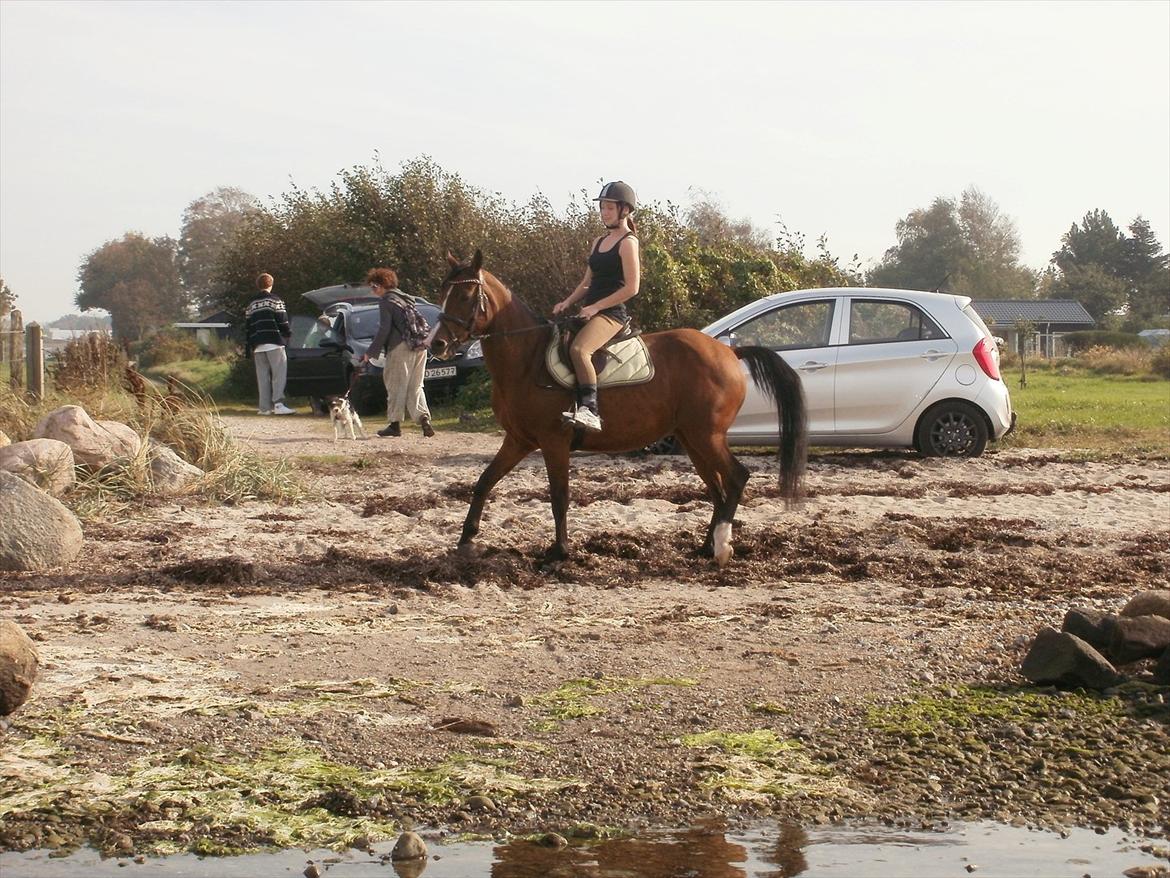 Hollandsk Sportspony lotte billede 6