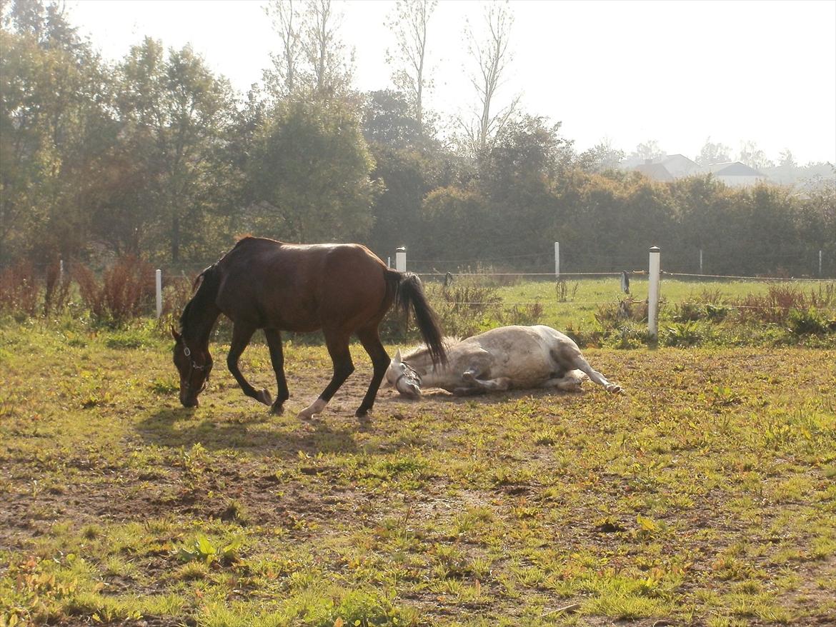 Hollandsk Sportspony lotte billede 7