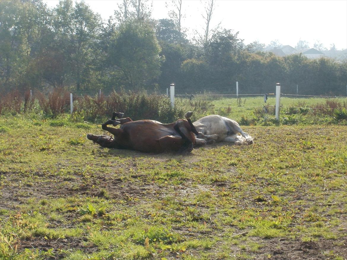 Hollandsk Sportspony lotte billede 8