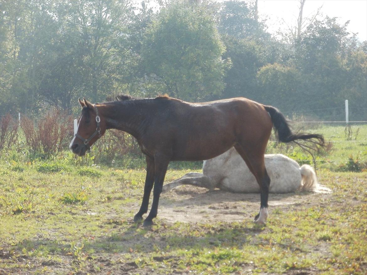 Hollandsk Sportspony lotte billede 9
