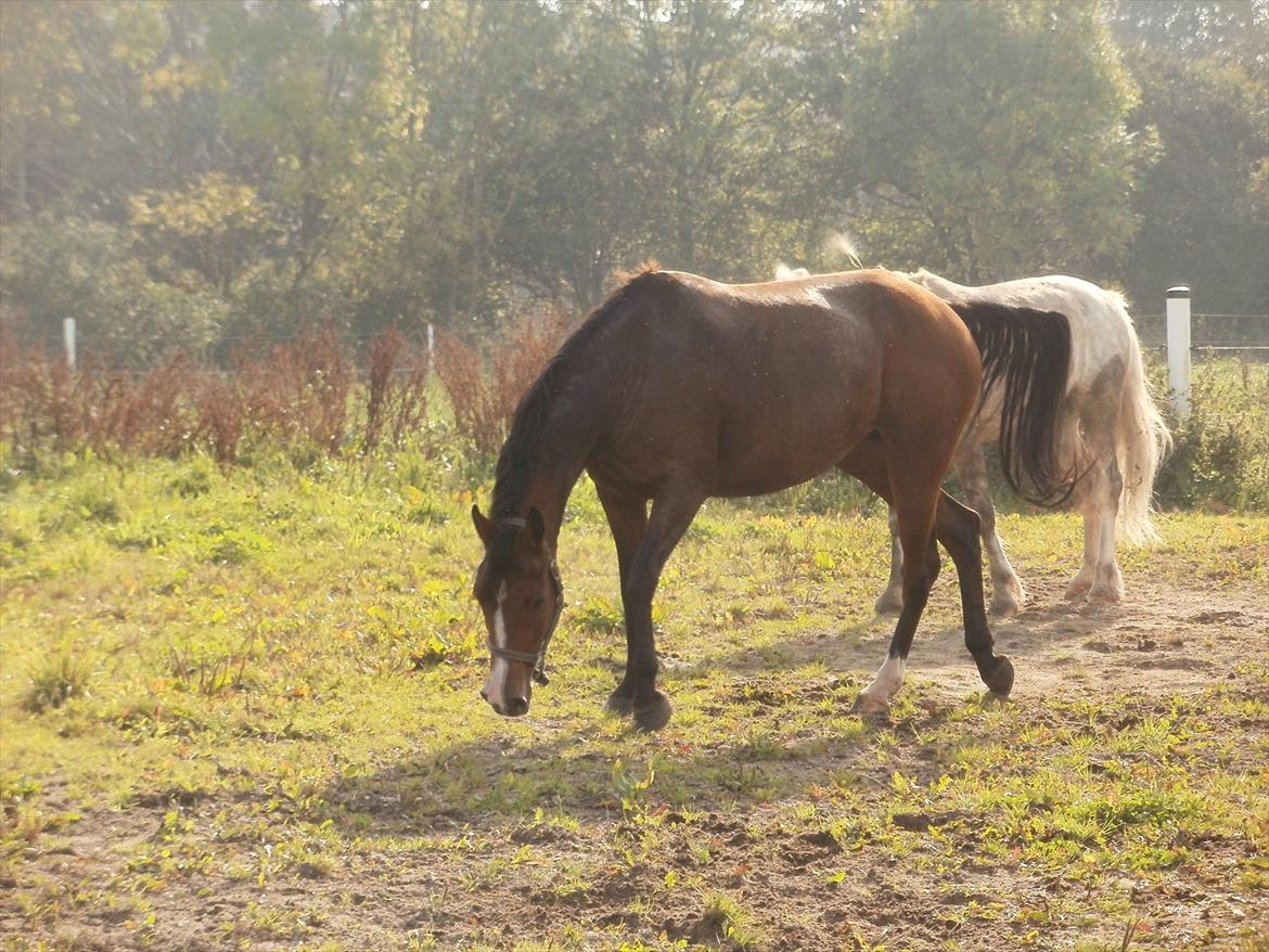 Hollandsk Sportspony lotte billede 10