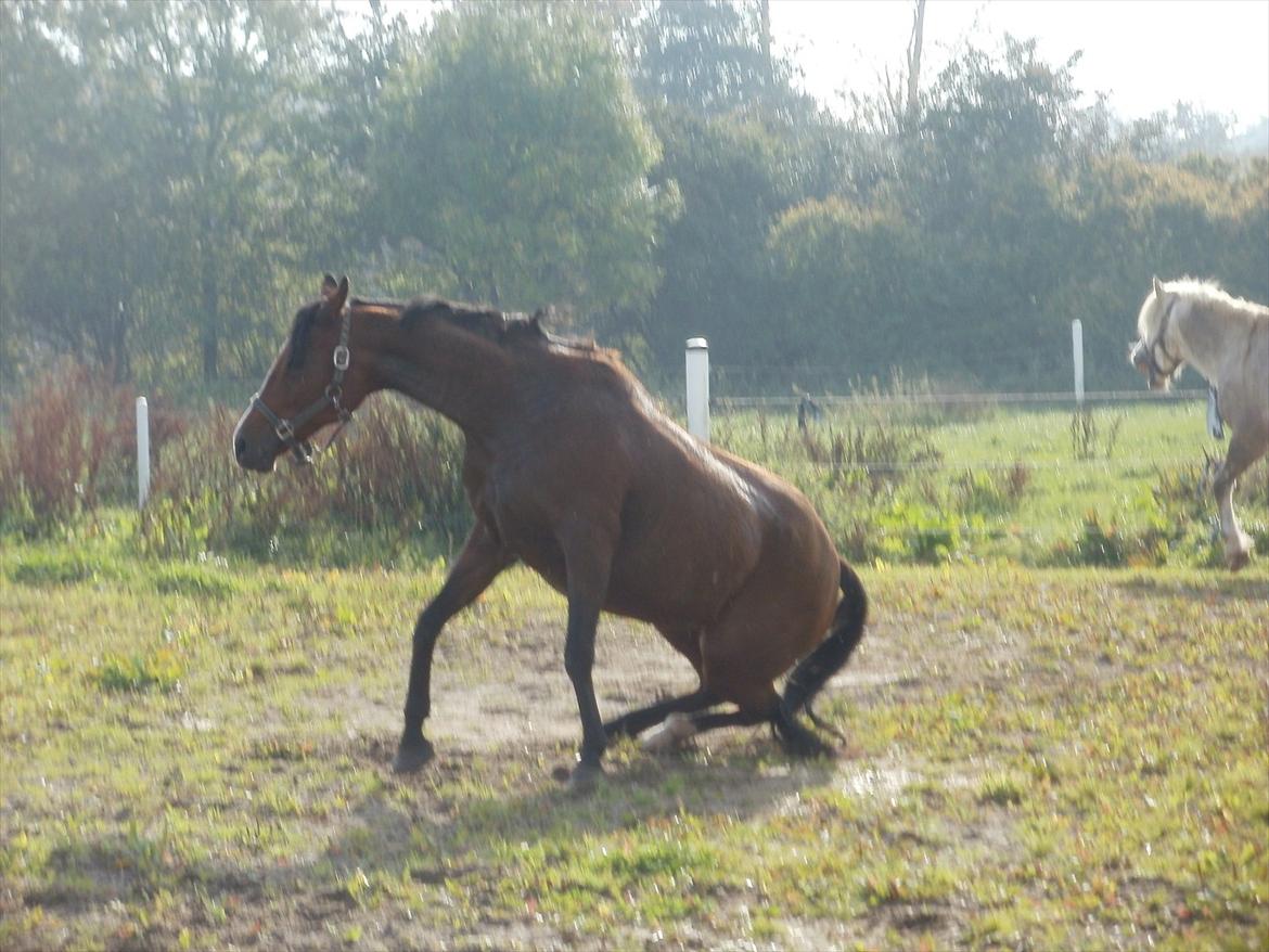 Hollandsk Sportspony lotte - dejligt med en rulle tur billede 11