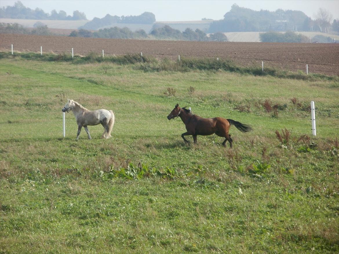 Hollandsk Sportspony lotte billede 12