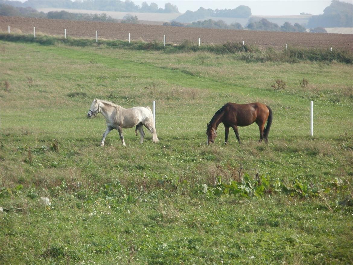Hollandsk Sportspony lotte billede 13