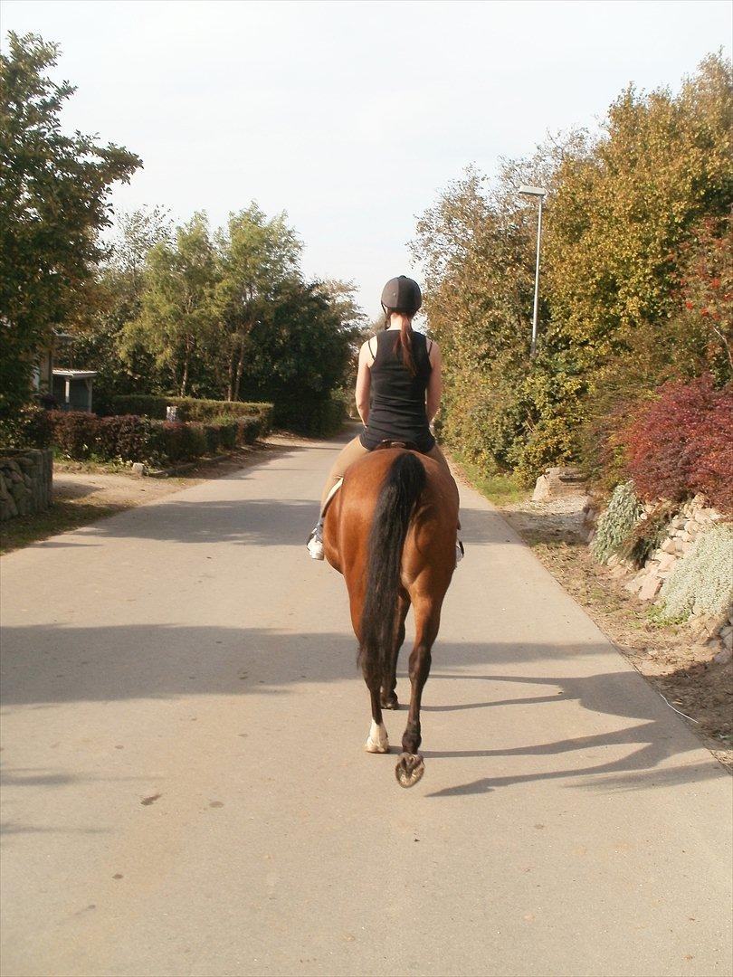 Hollandsk Sportspony lotte billede 14