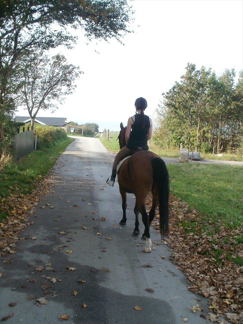 Hollandsk Sportspony lotte - når enden er go er alting godt :) billede 15