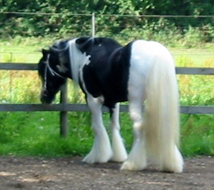 Irish Cob Django HINGST billede 5