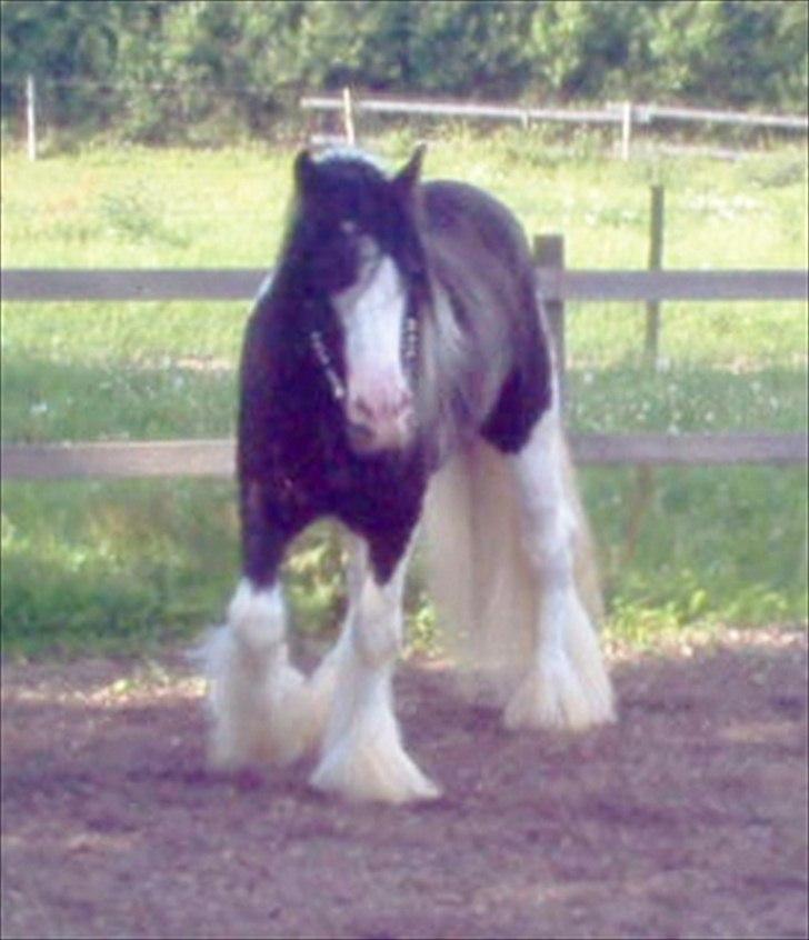 Irish Cob Django HINGST billede 6