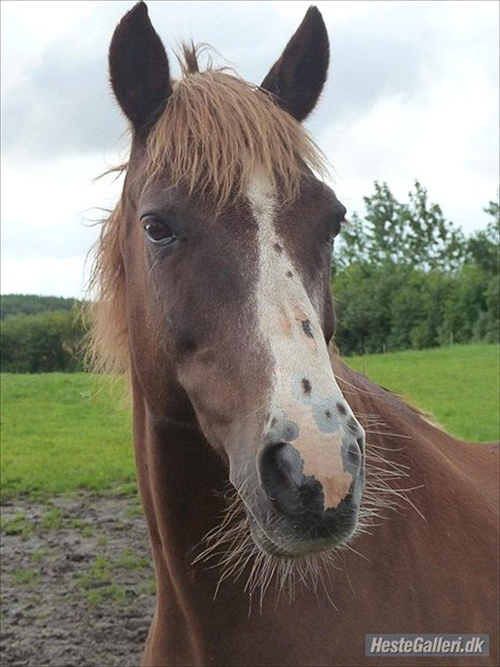 New Forest Sanchez | I miss you!<3 - Smukke smukke Sanchez! Kæft jeg elsker dig pony! Lånt af Kao! Foto: Kao billede 4