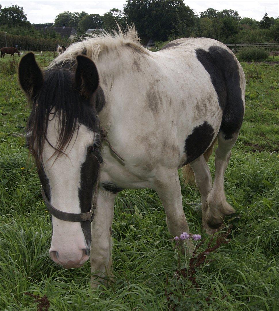 Irish Cob Gordon of Romany Vanner - Gordon er her ca 1 ½ år gammel og godt beskidt af at rulle sig på engen billede 6