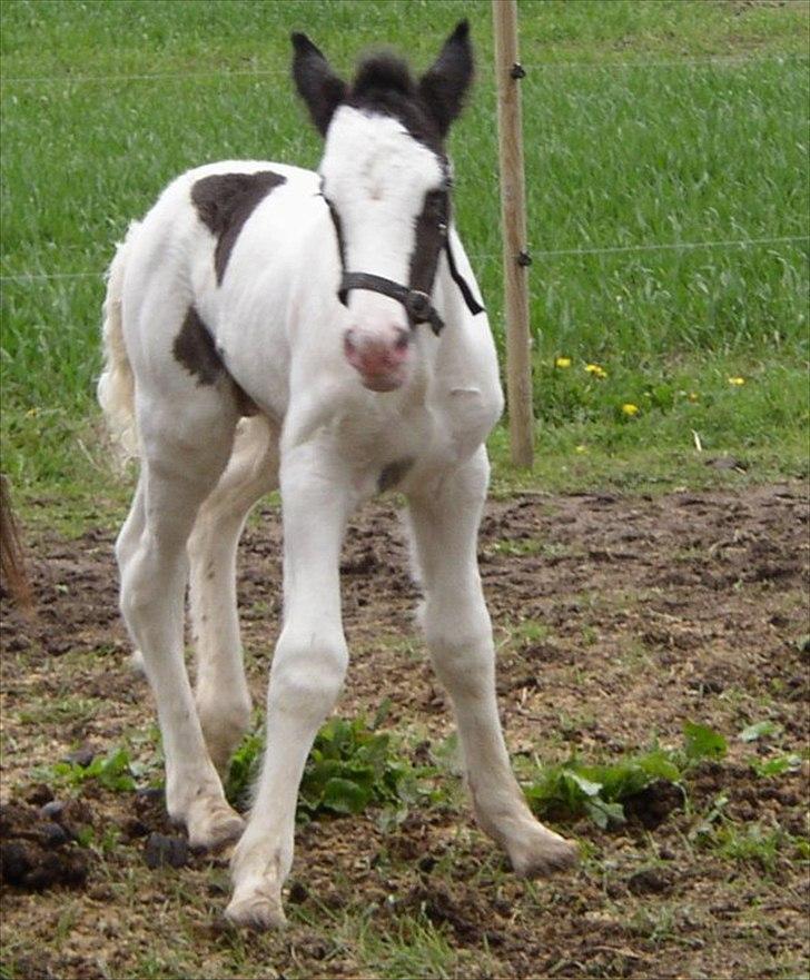 Irish Cob Gordon of Romany Vanner - Gordon 3 dage gammel er han ikke dejlig billede 3