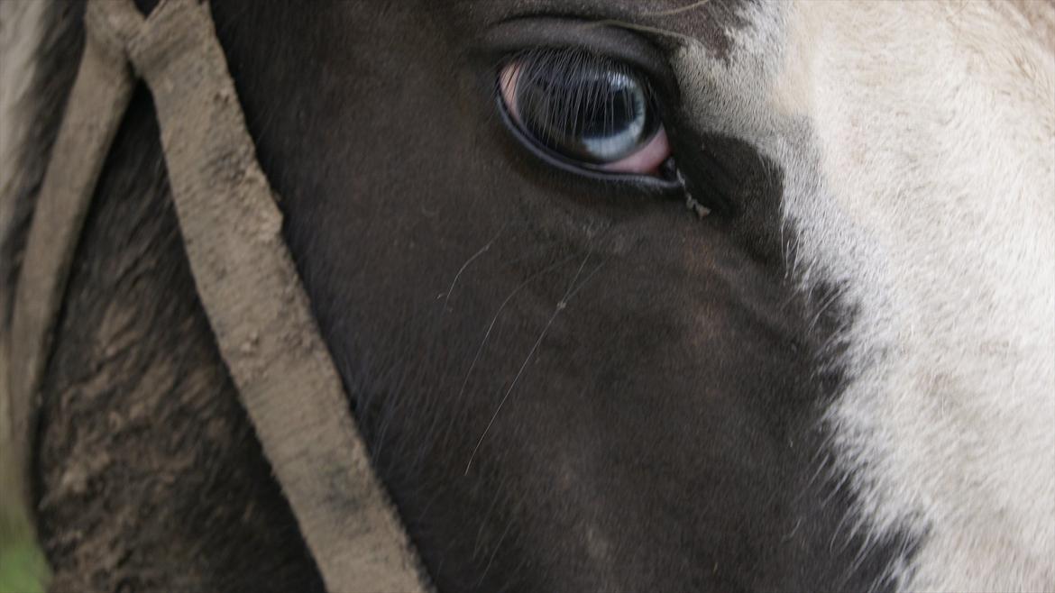Irish Cob Gordon of Romany Vanner billede 5