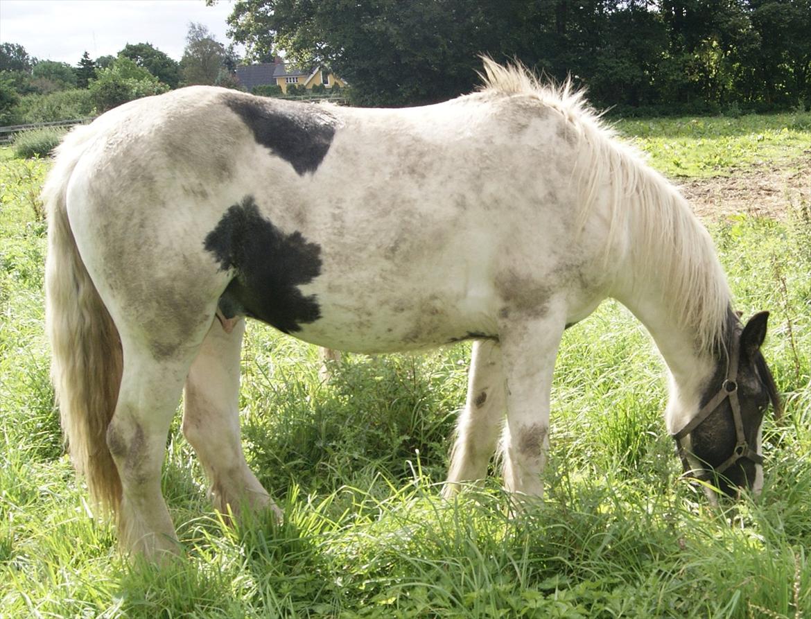 Irish Cob Gordon of Romany Vanner billede 7