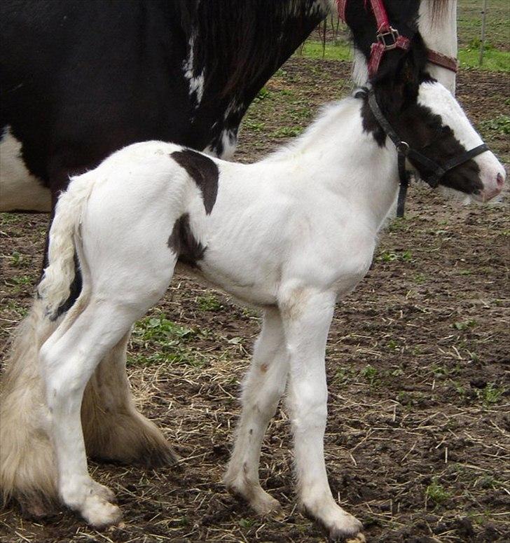 Irish Cob Gordon of Romany Vanner - Gordon er her 3 dage gammel og står her med sin mor Bonita billede 2