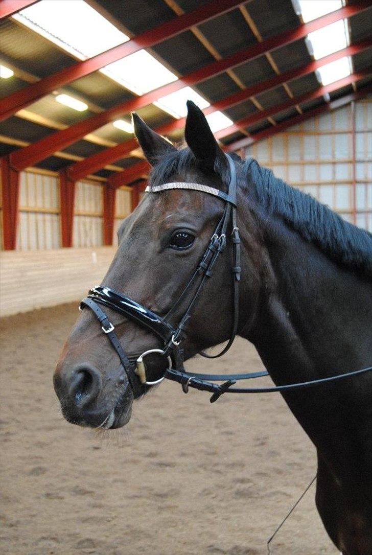 Hannoveraner Grinta Alfarvad Z - Smukke hest!
 billede 4