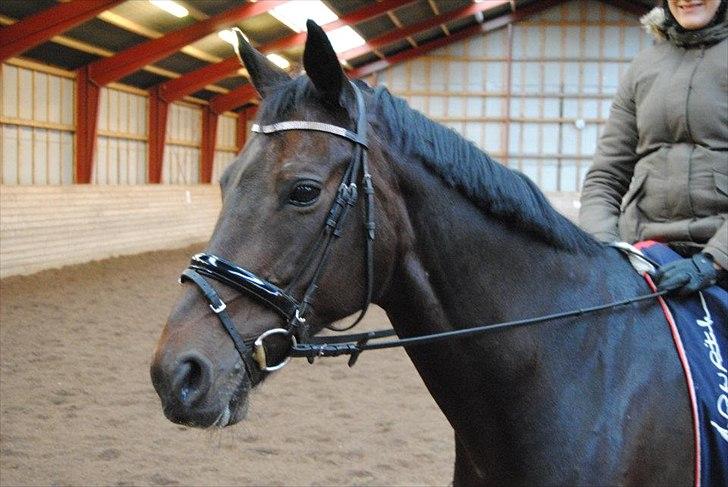 Hannoveraner Grinta Alfarvad Z - Smukke Grinta :-* billede 13