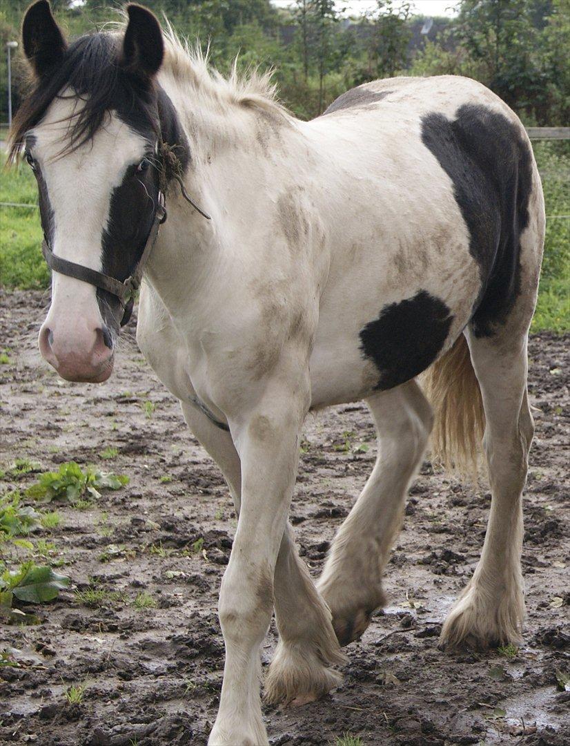 Irish Cob Gordon of Romany Vanner billede 1