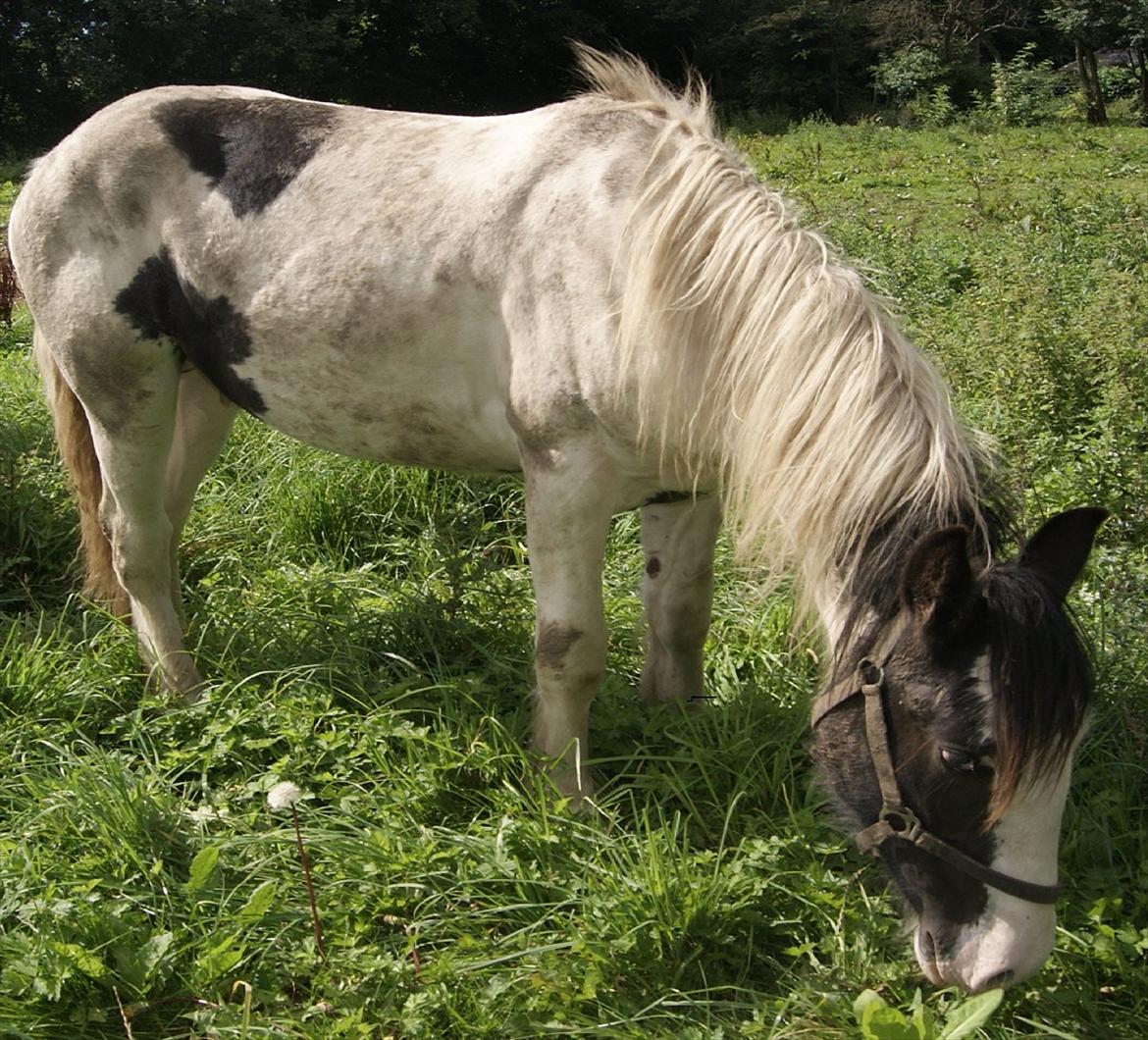 Irish Cob Gordon of Romany Vanner billede 8