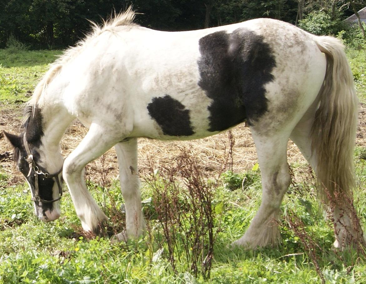 Irish Cob Gordon of Romany Vanner billede 9