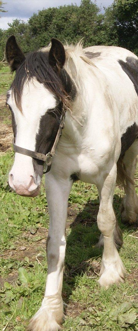 Irish Cob Gordon of Romany Vanner billede 10