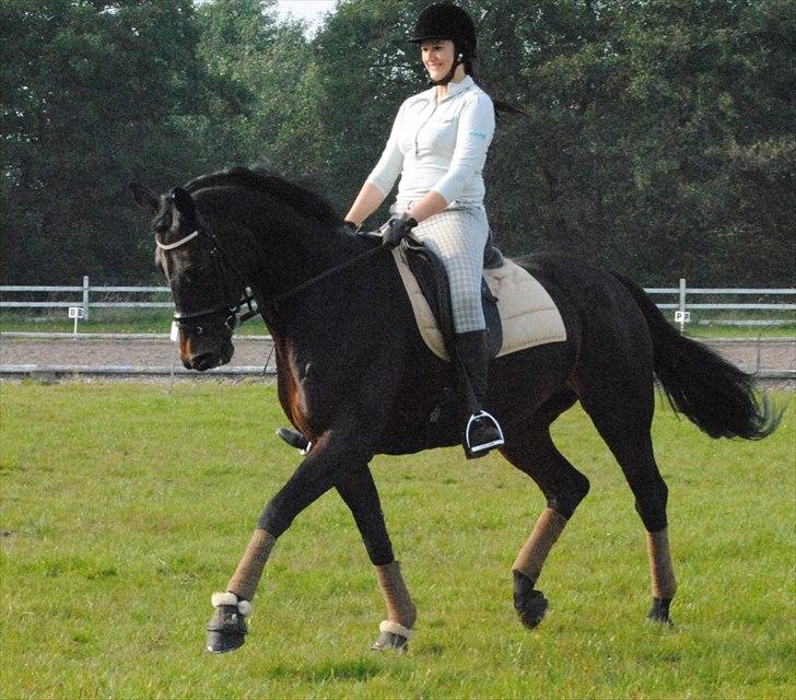 Hannoveraner Grinta Alfarvad Z - Grinta Alfarvad Z <3 billede 12