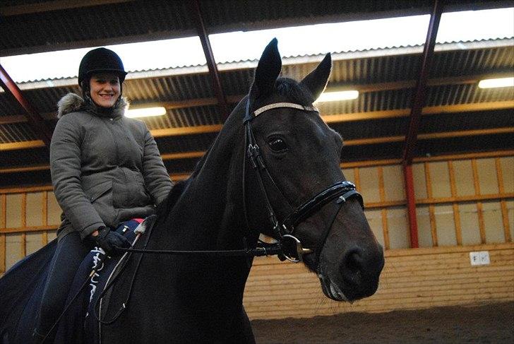 Hannoveraner Grinta Alfarvad Z -  <3 billede 5