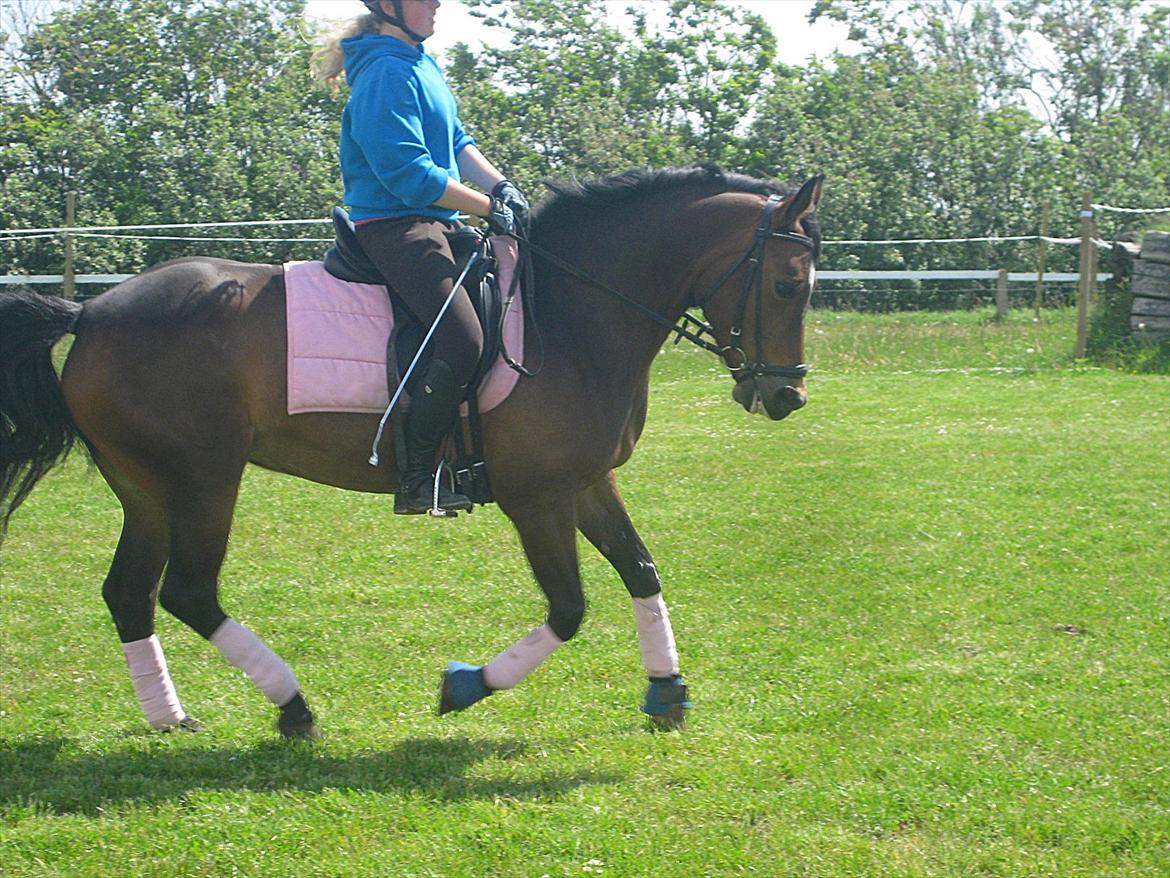 Hollandsk Sportspony Brunello - Min prinsesse pony!<3
- Dressur træning på springbanen.
 billede 17