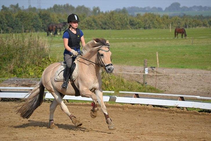 Fjordhest Cox Tidselbjerg*stjernen* - Søndags spring d. 2 oktober 2011 på udendørs banen :) Han sprang rigtig fint, jeg kiksede nogen gange men han var god :) Fotograf: Skønne Emmelie!!<3  billede 5